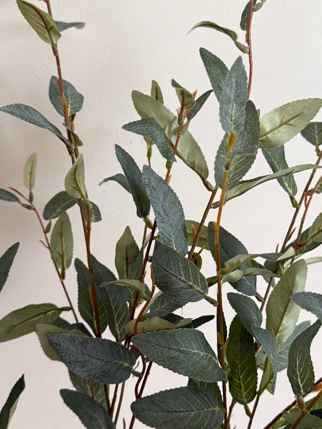 Salix green | .. cm