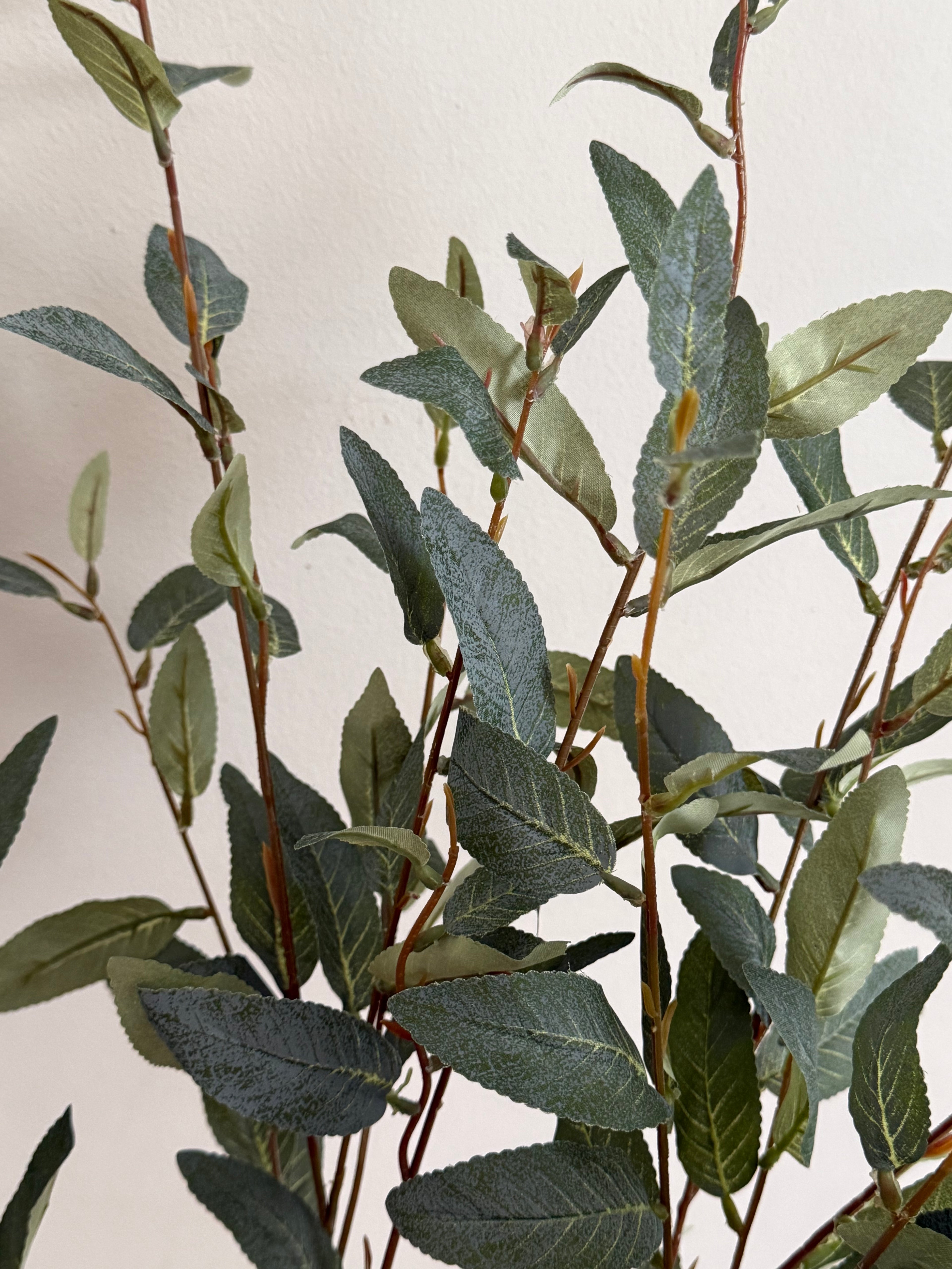 Salix green | .. cm