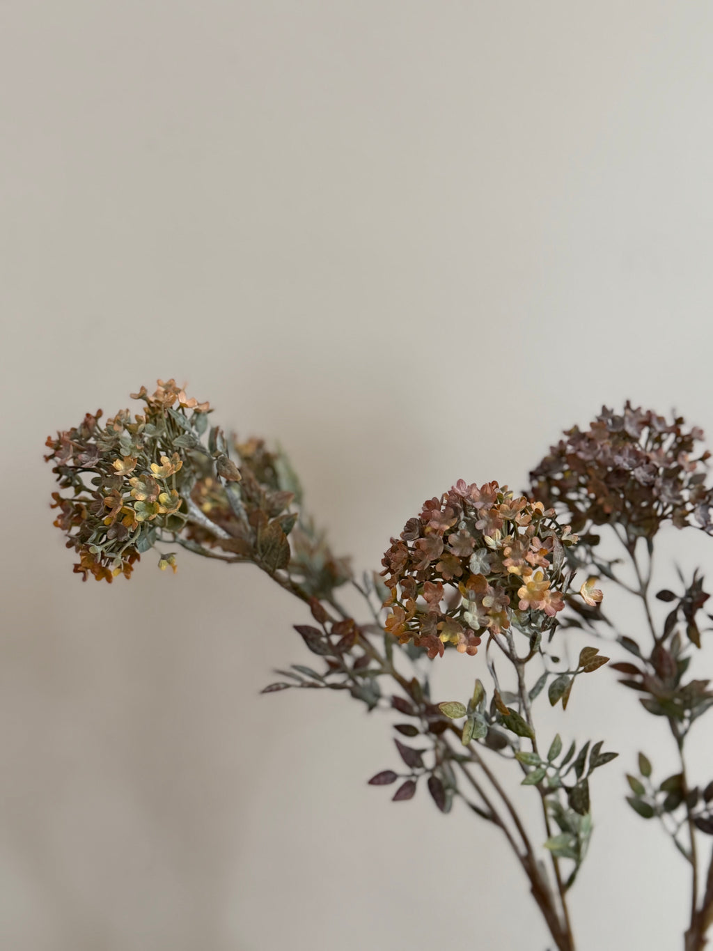 Bouvardia stem grey - 70 cm