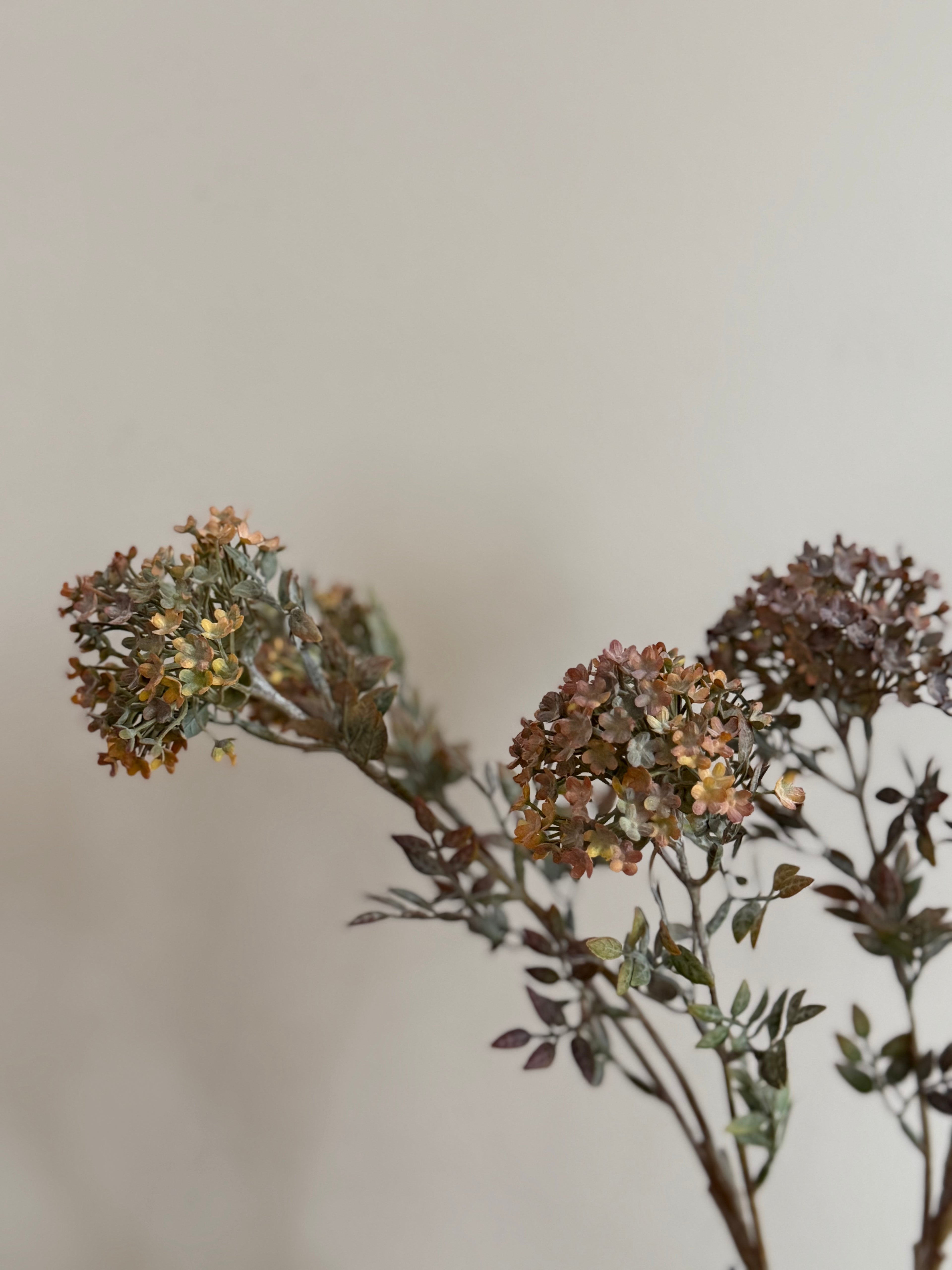 Bouvardia stem grey - 70 cm