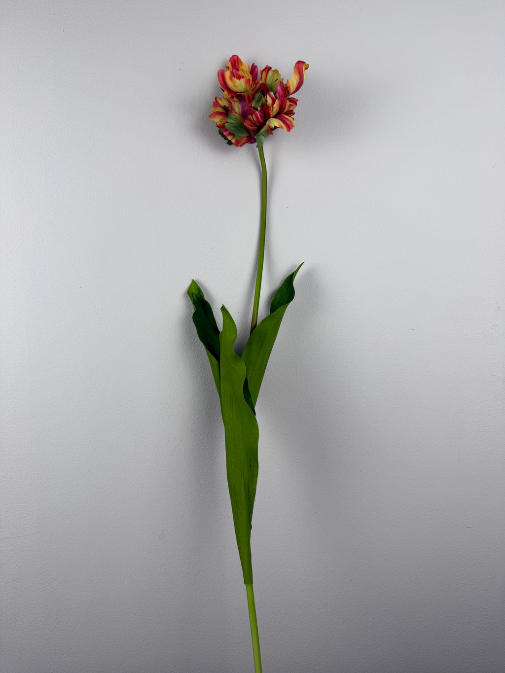 Franse Kunsttulp Tulipa - Countryfield