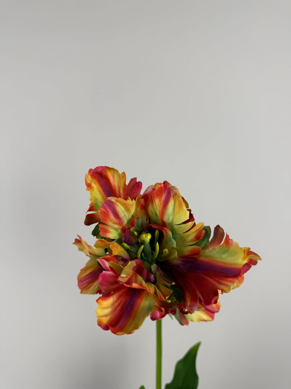 Franse Kunsttulp Tulipa - Countryfield