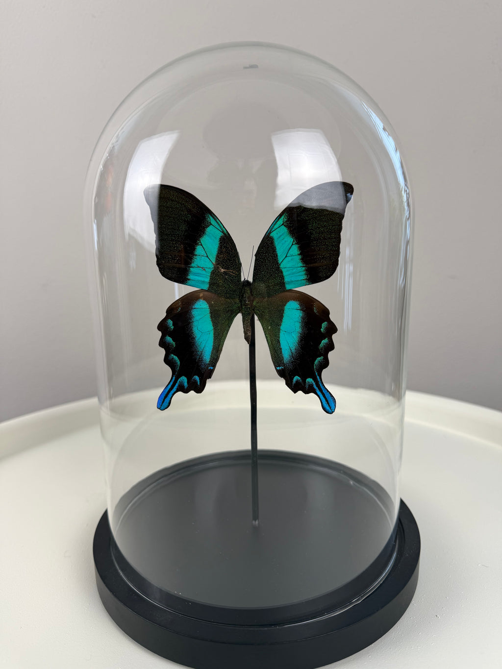 Vlinder Papilio blumei in stolp