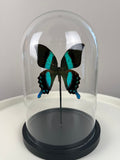 Vlinder Papilio blumei in stolp