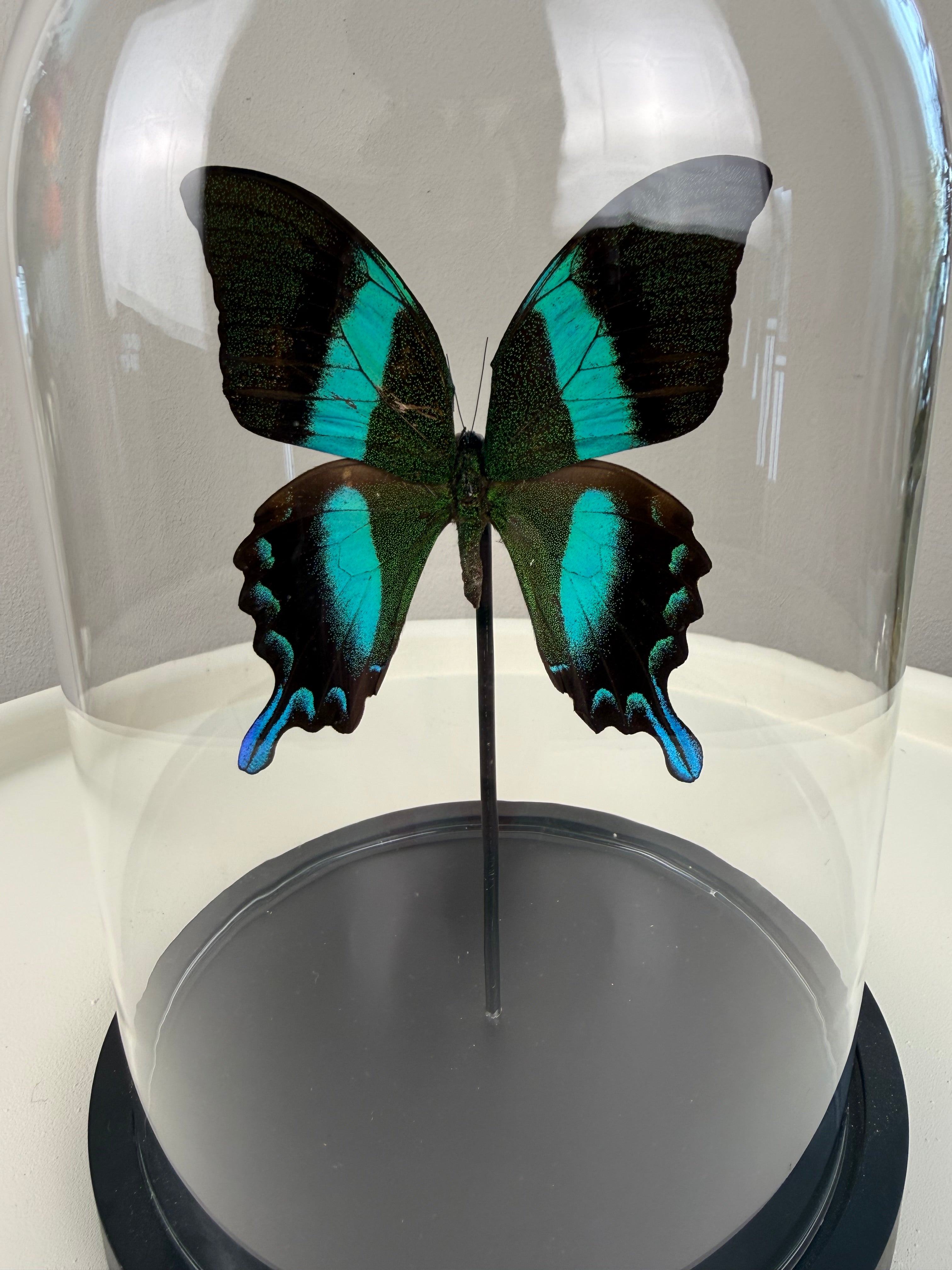 Vlinder Papilio blumei in stolp