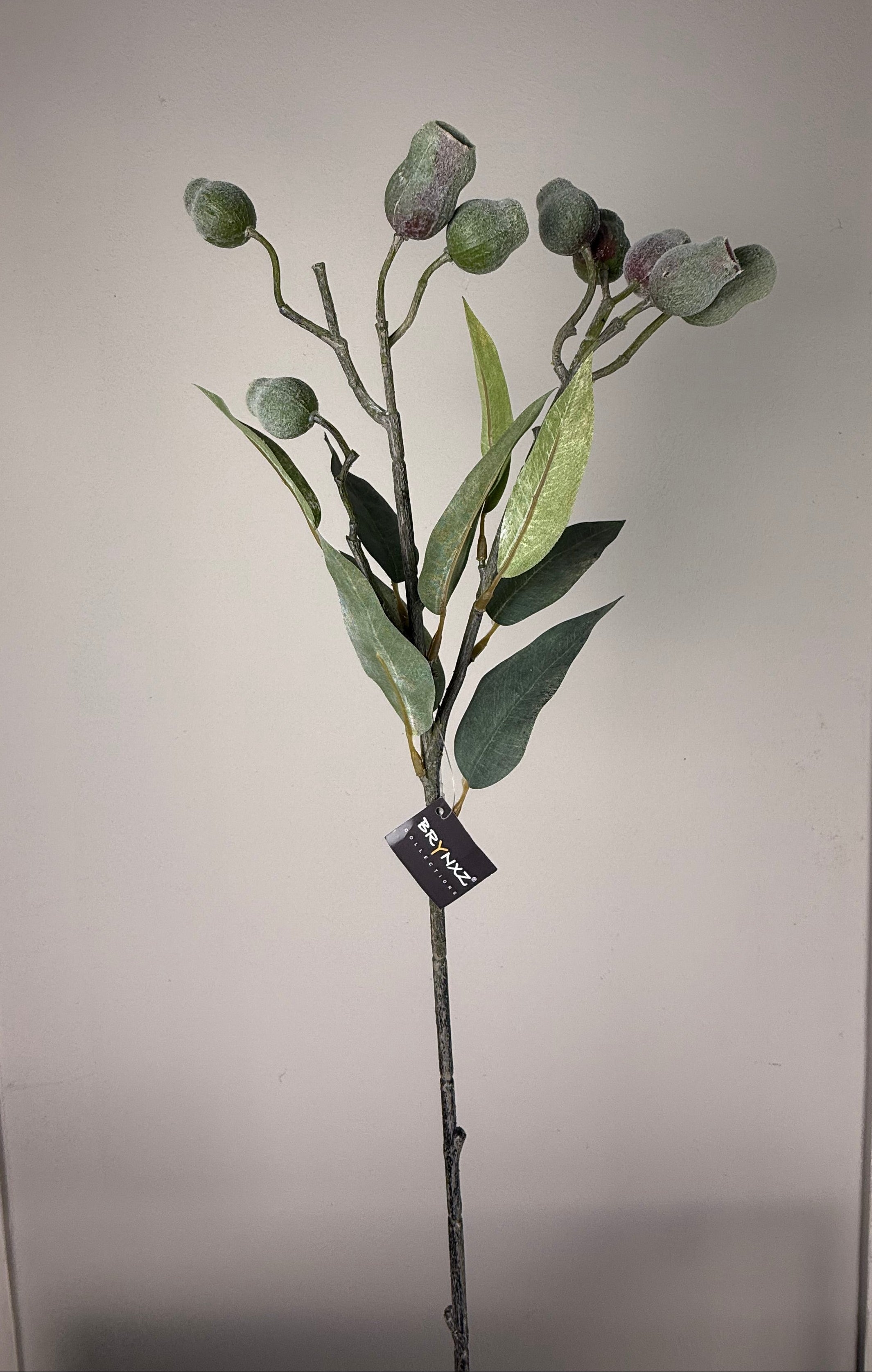 Mespulus fructus green purple