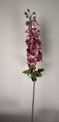 Delphinium ant.pink 75 cm
