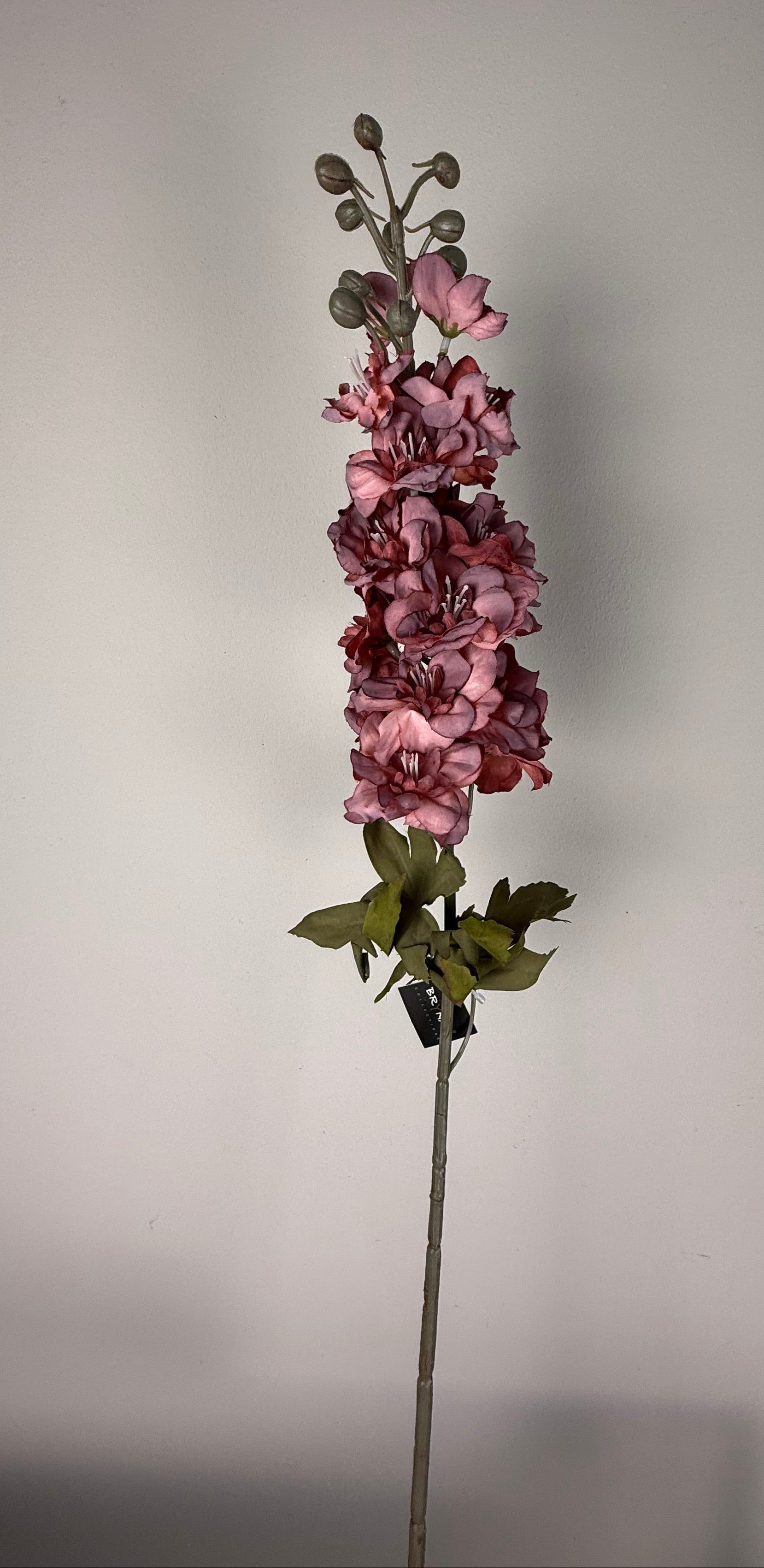 Delphinium ant.pink 75 cm