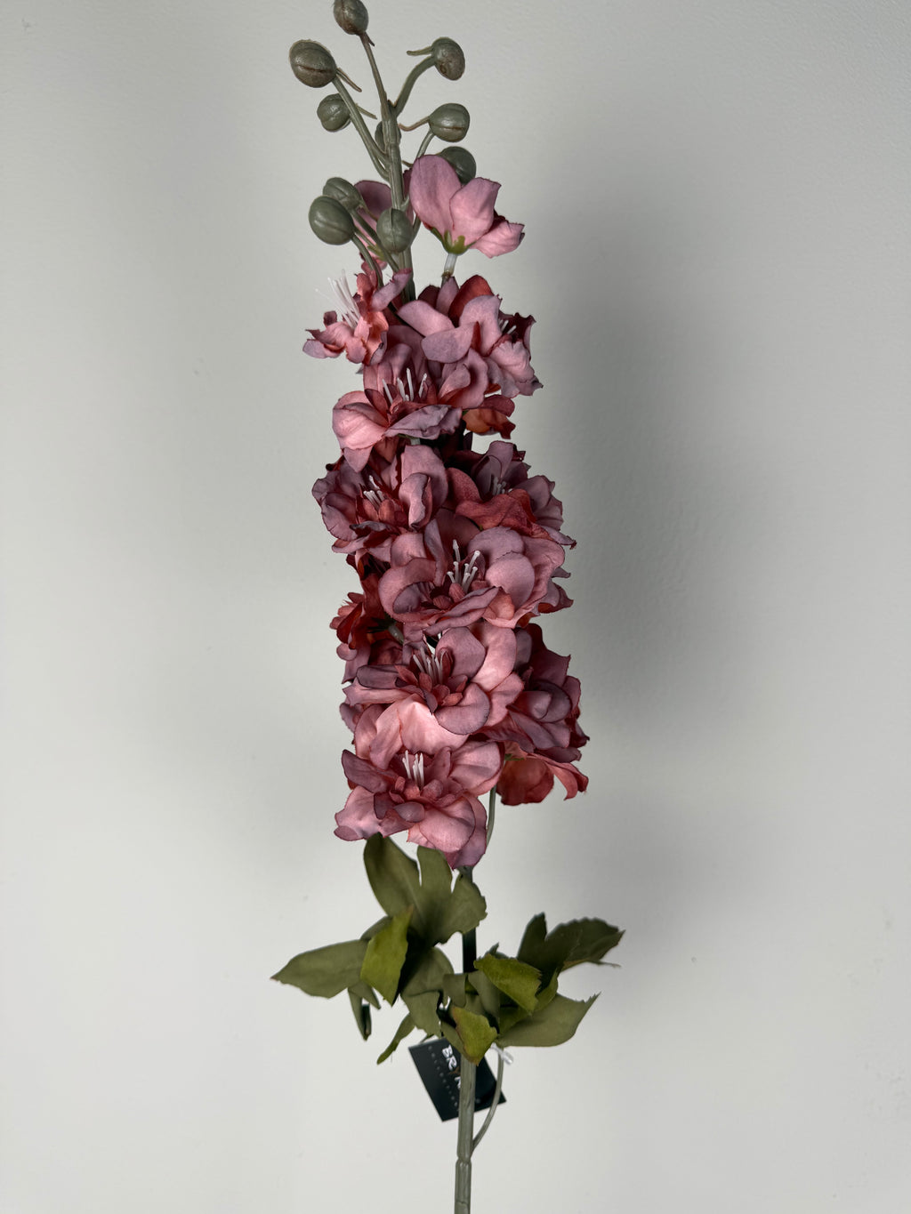 Delphinium ant.pink 75 cm