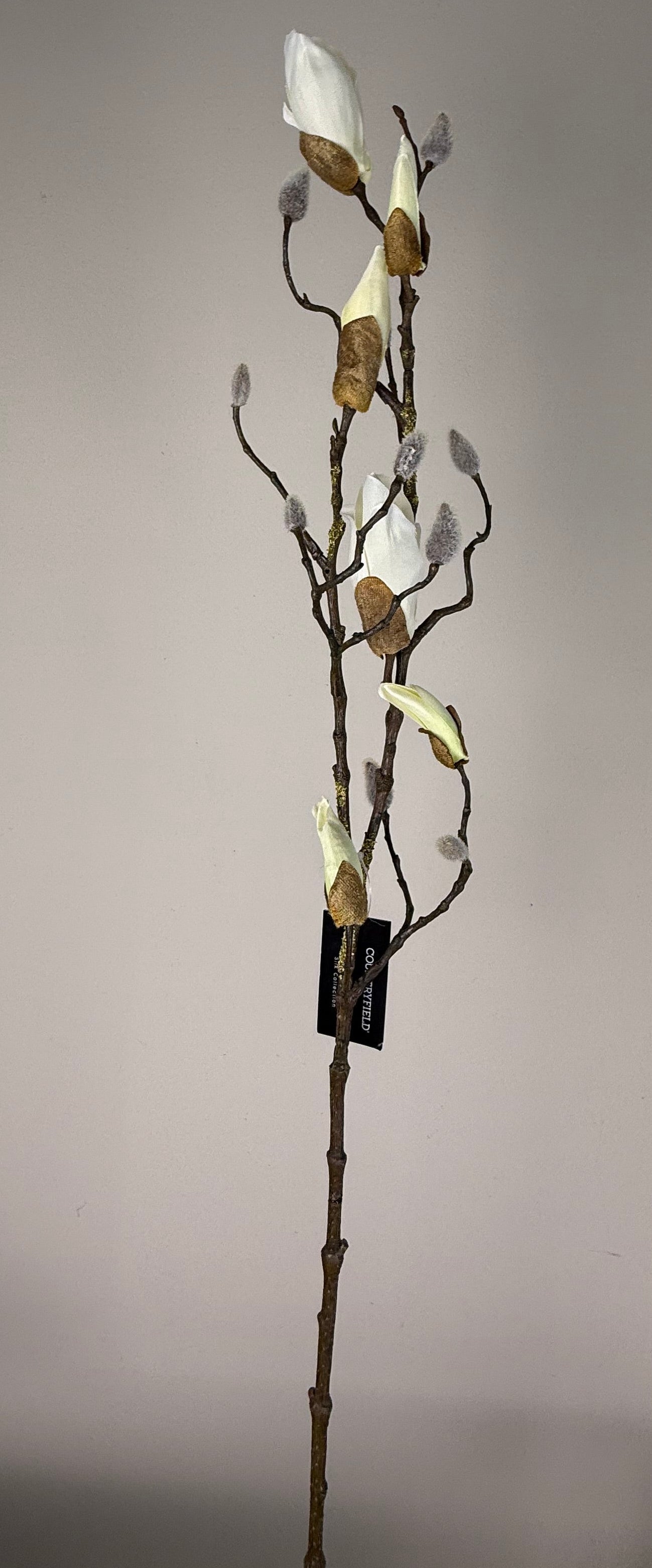 Magnolia tak Kelsey S wit