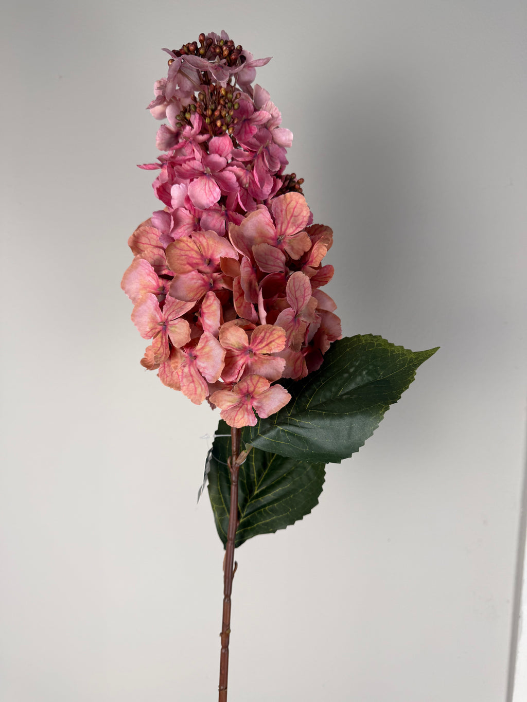Hydrangea paniculata ant.pink 70 cm
