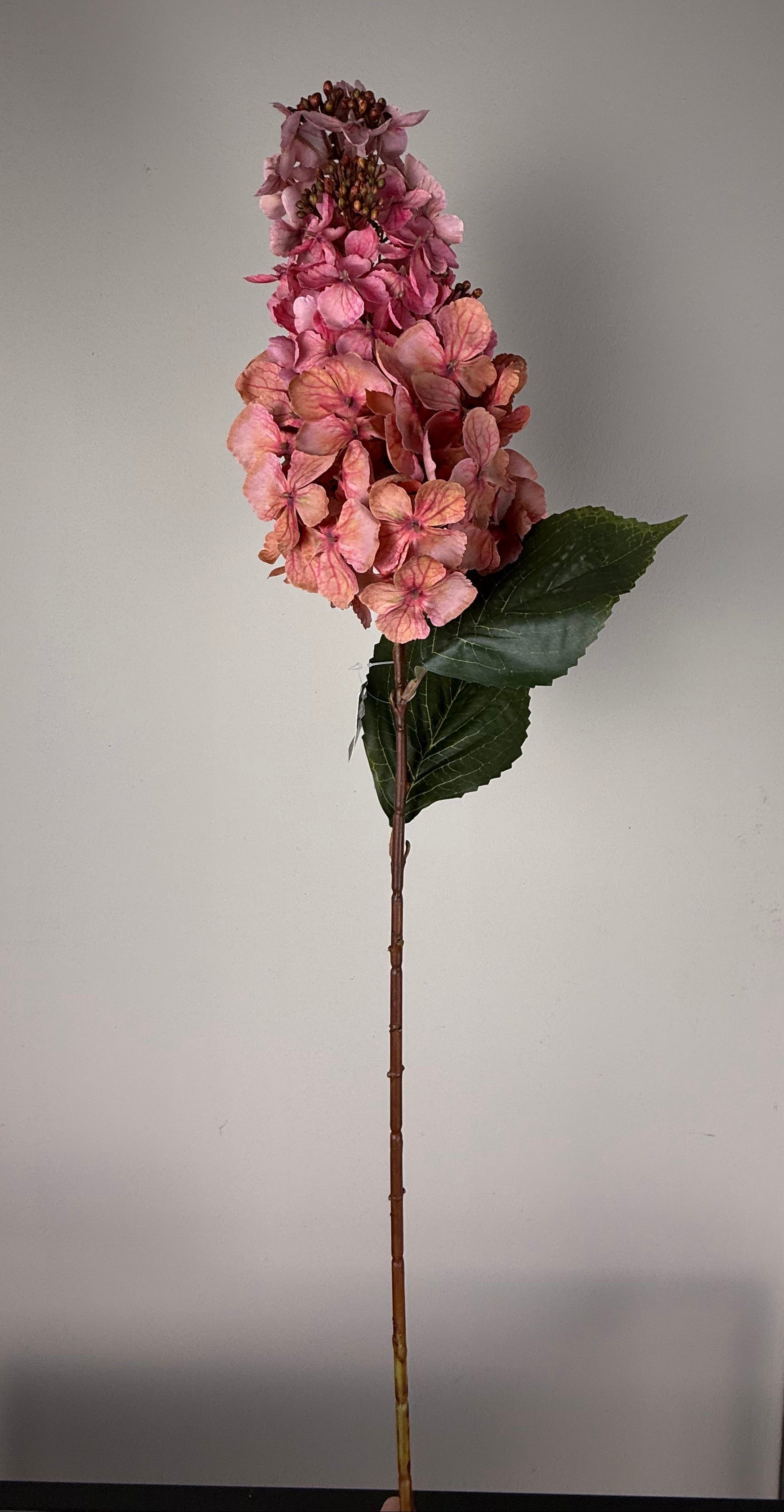 Hydrangea paniculata ant.pink 70 cm