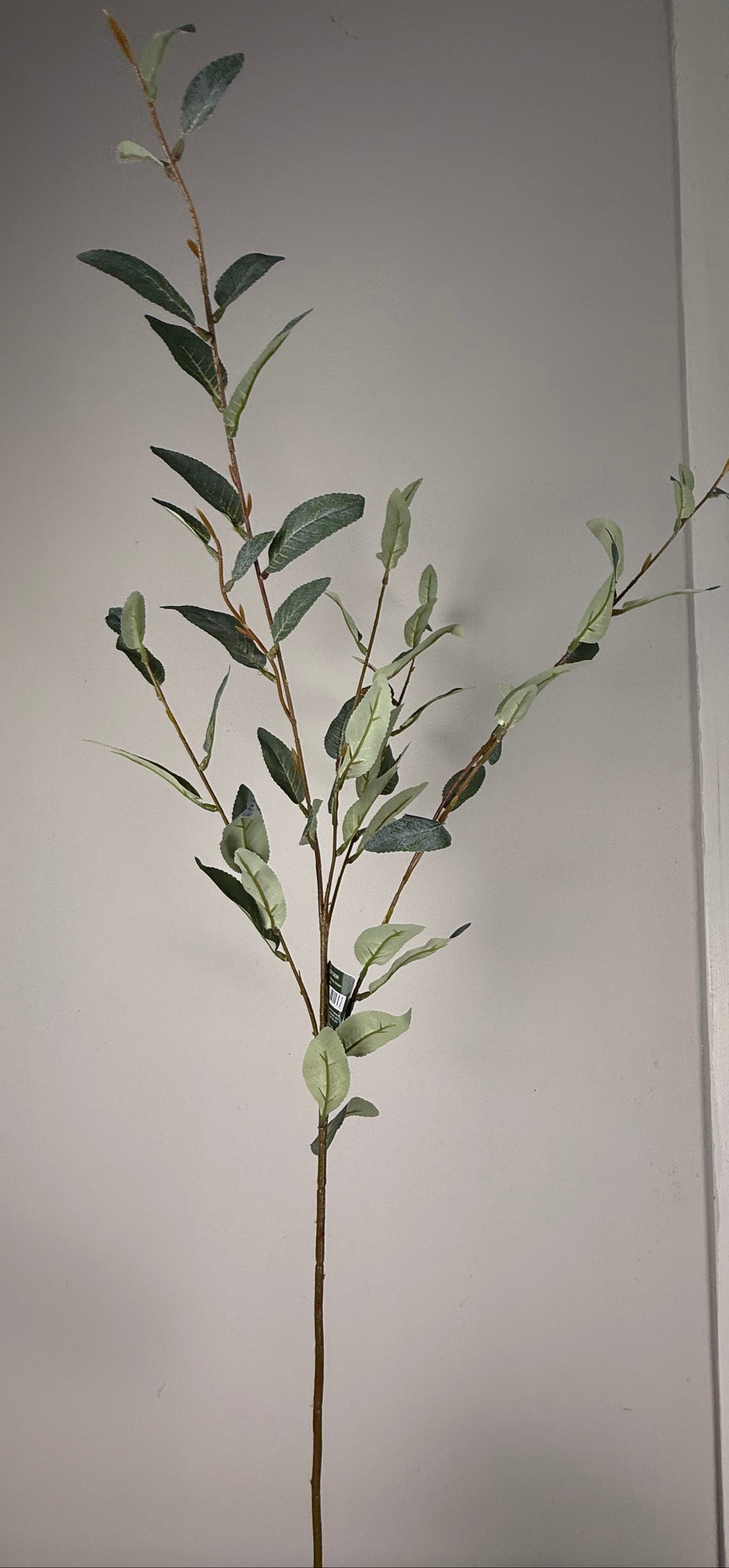 Salix green | .. cm