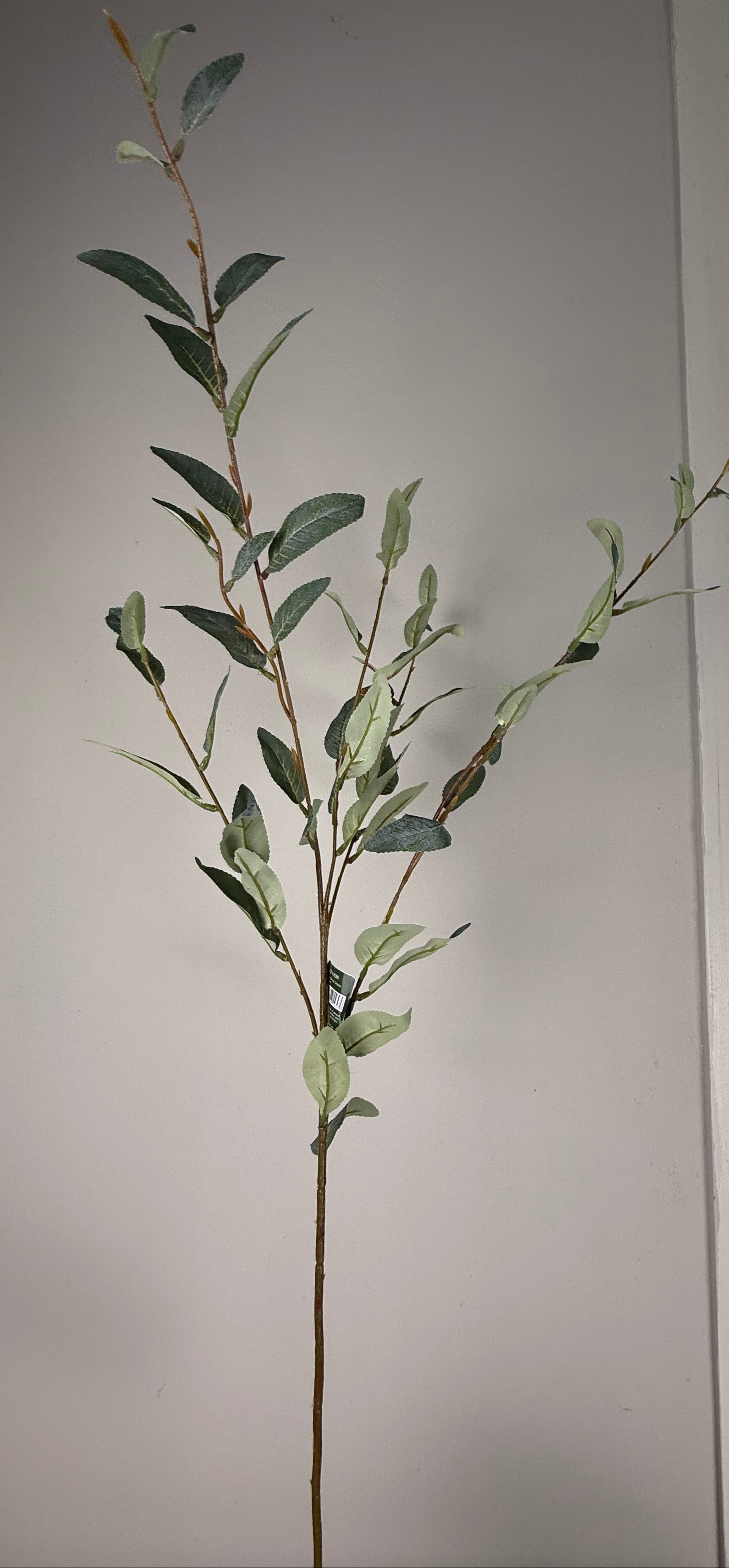 Salix green | .. cm