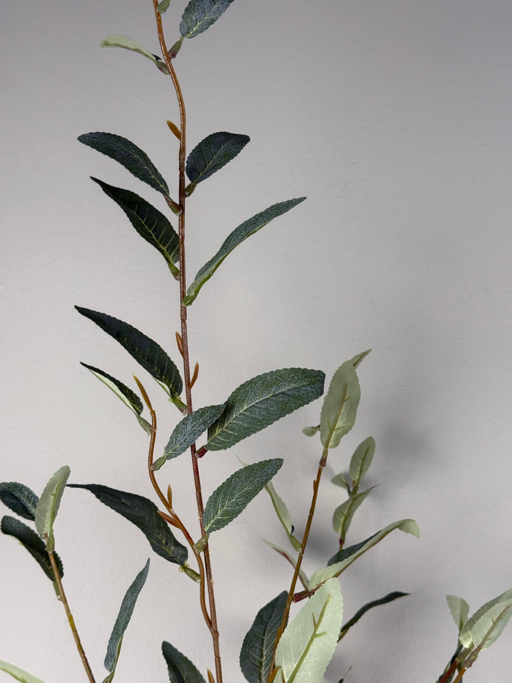 Salix green | .. cm