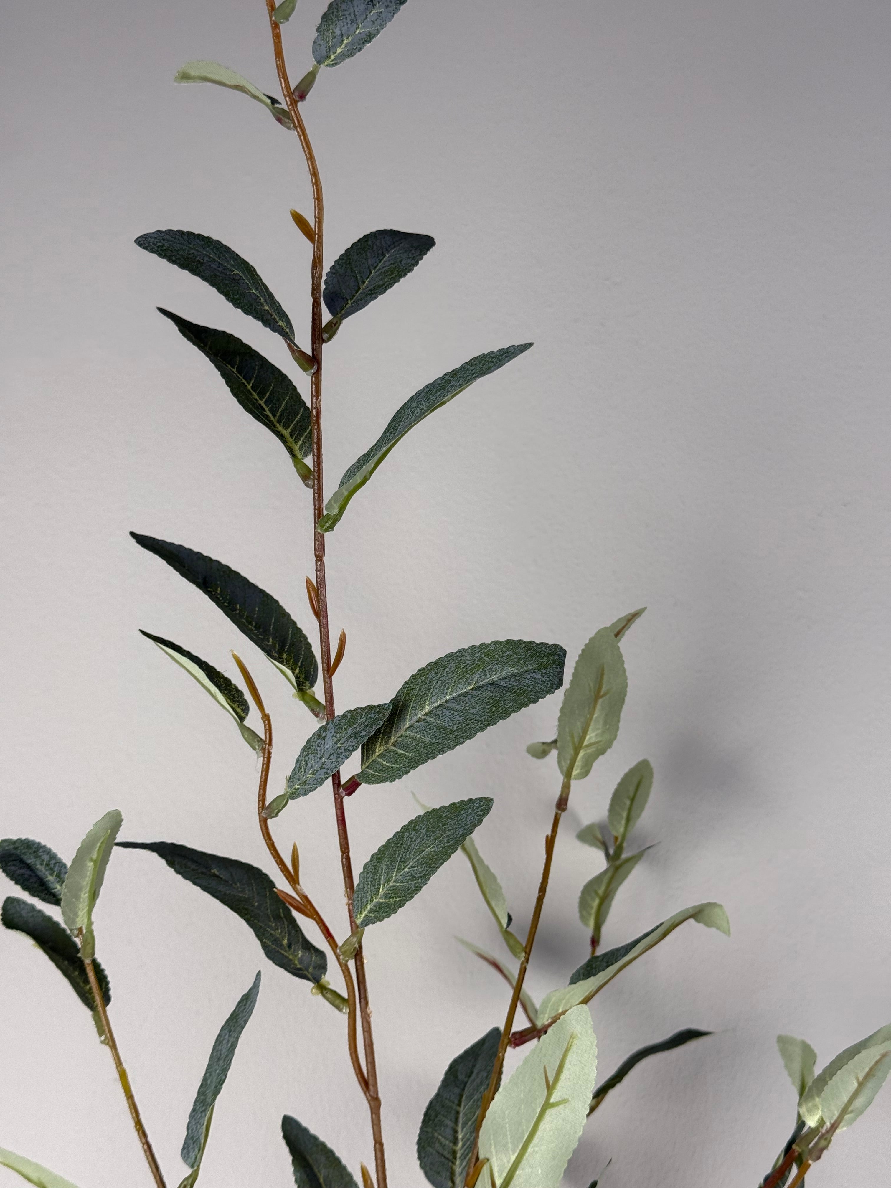 Salix green | .. cm