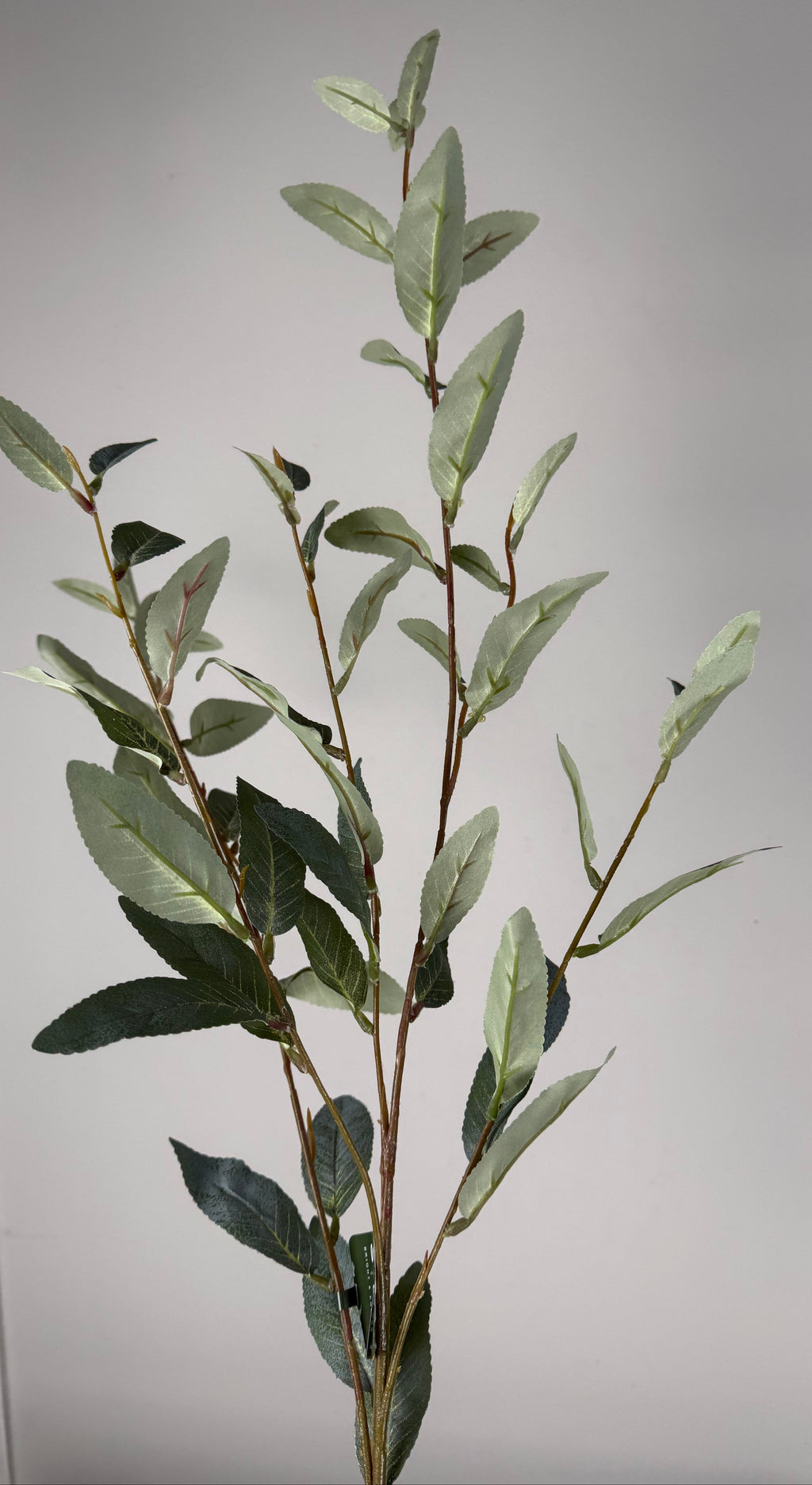 Salix green | .. cm