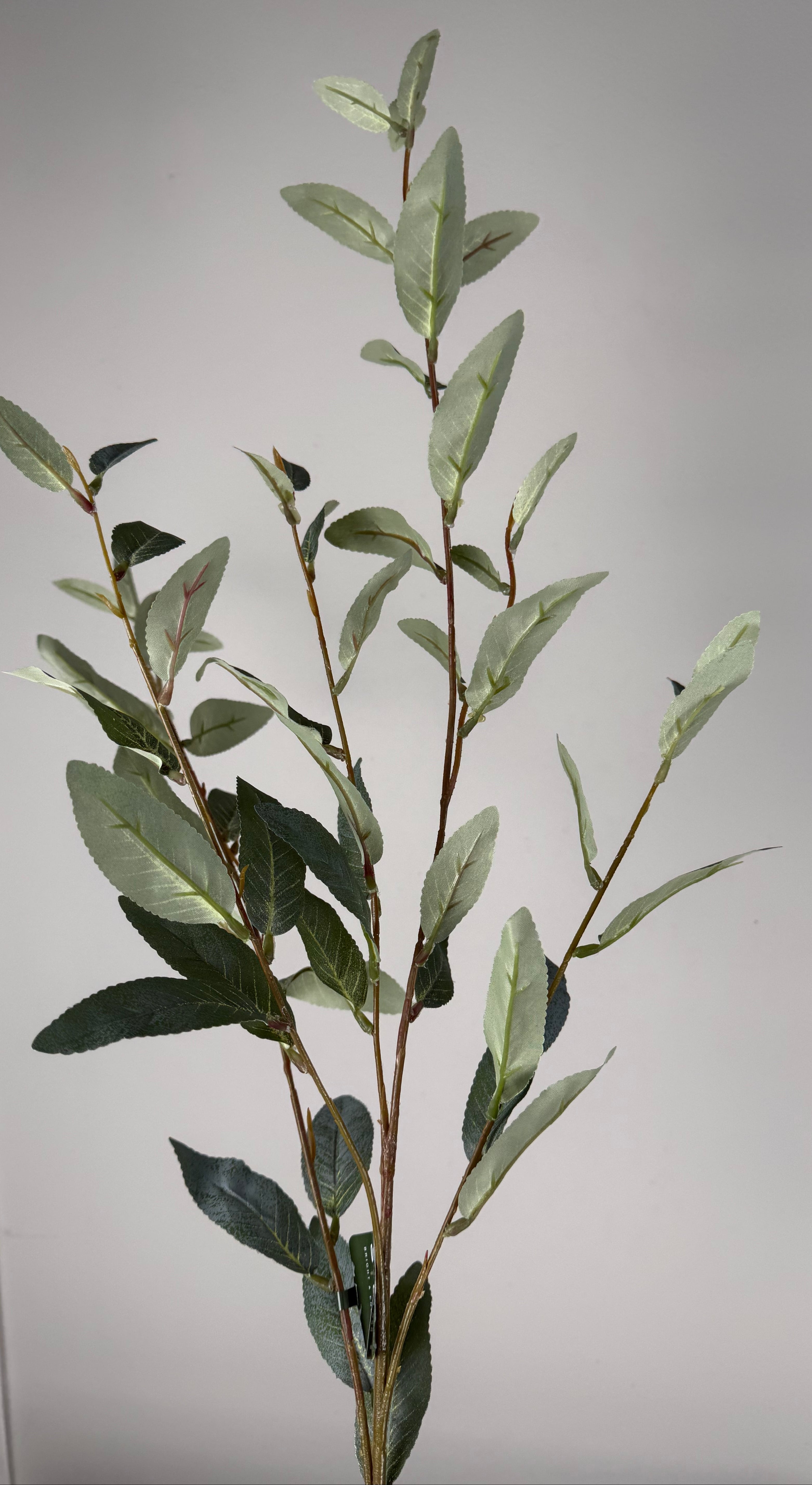 Salix green | .. cm