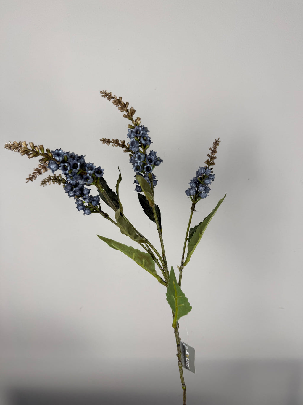 Pieris blue 50 cm