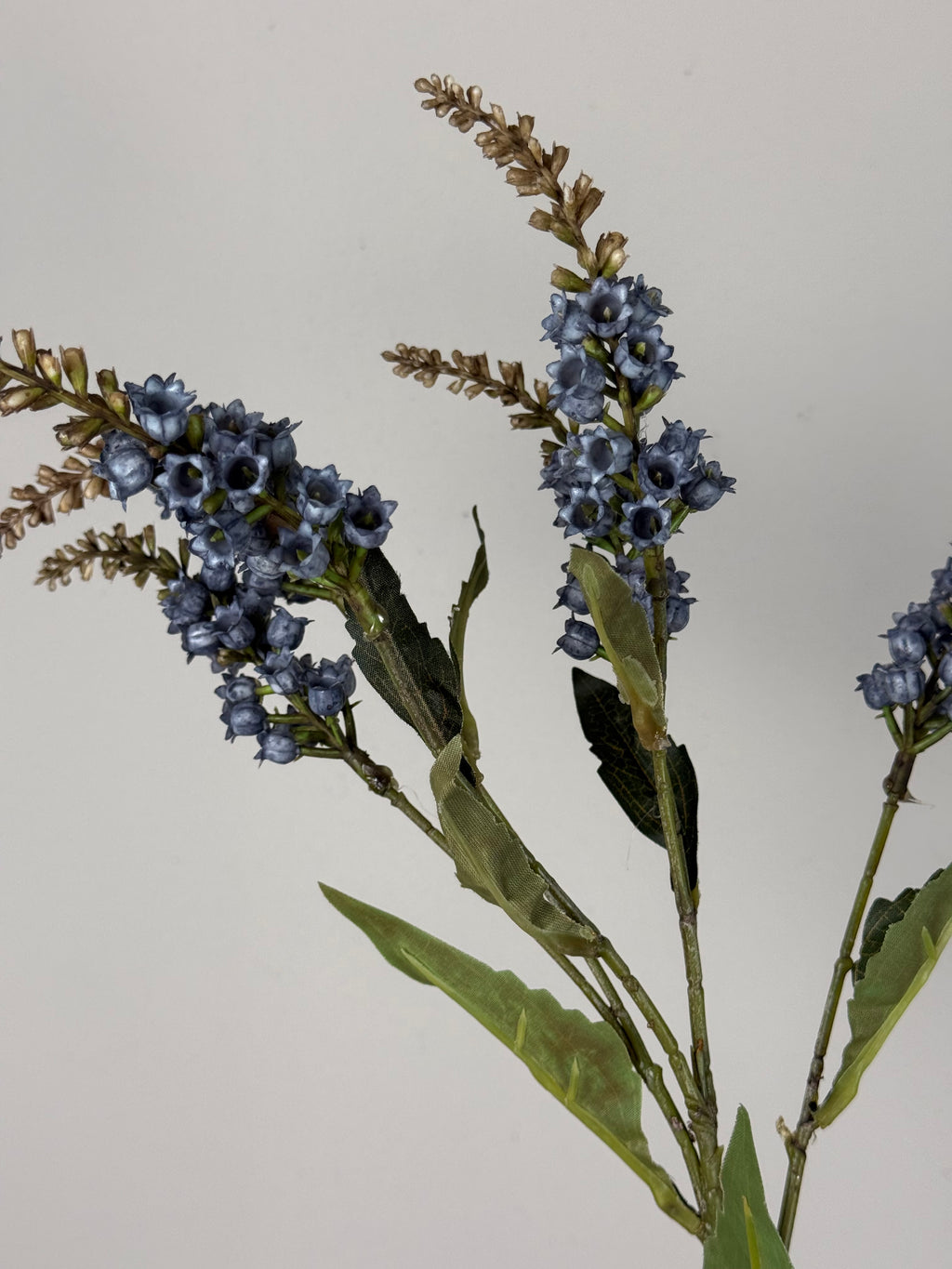 Pieris blue 50 cm