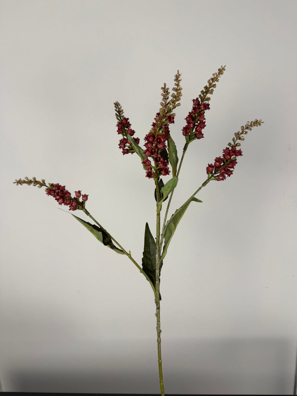 Pieris red 50 cm