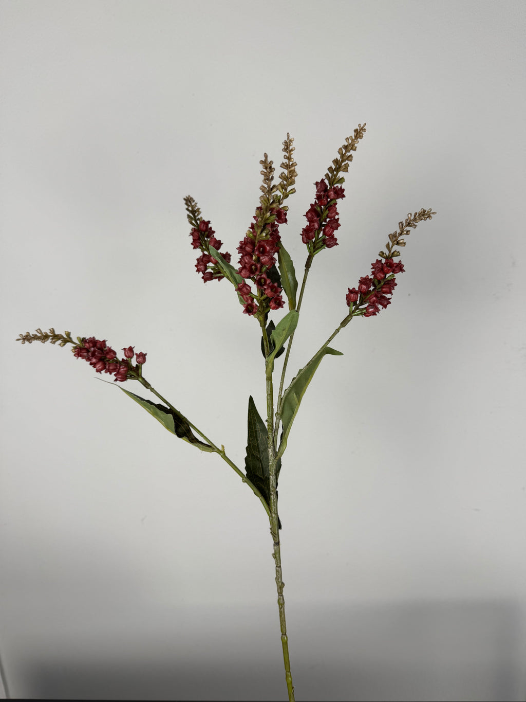 Pieris red 50 cm