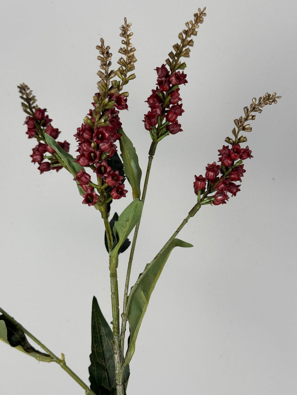 Pieris red 50 cm