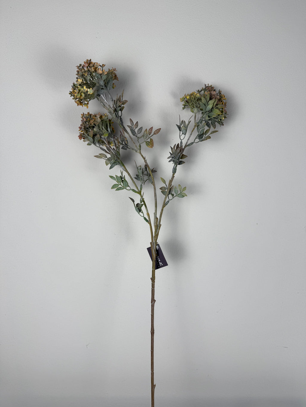 Bouvardia stem grey - 70 cm
