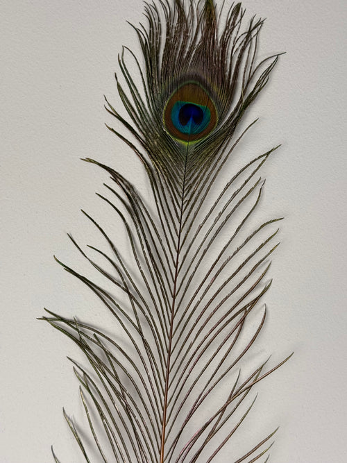 Feather peacock L90 orange