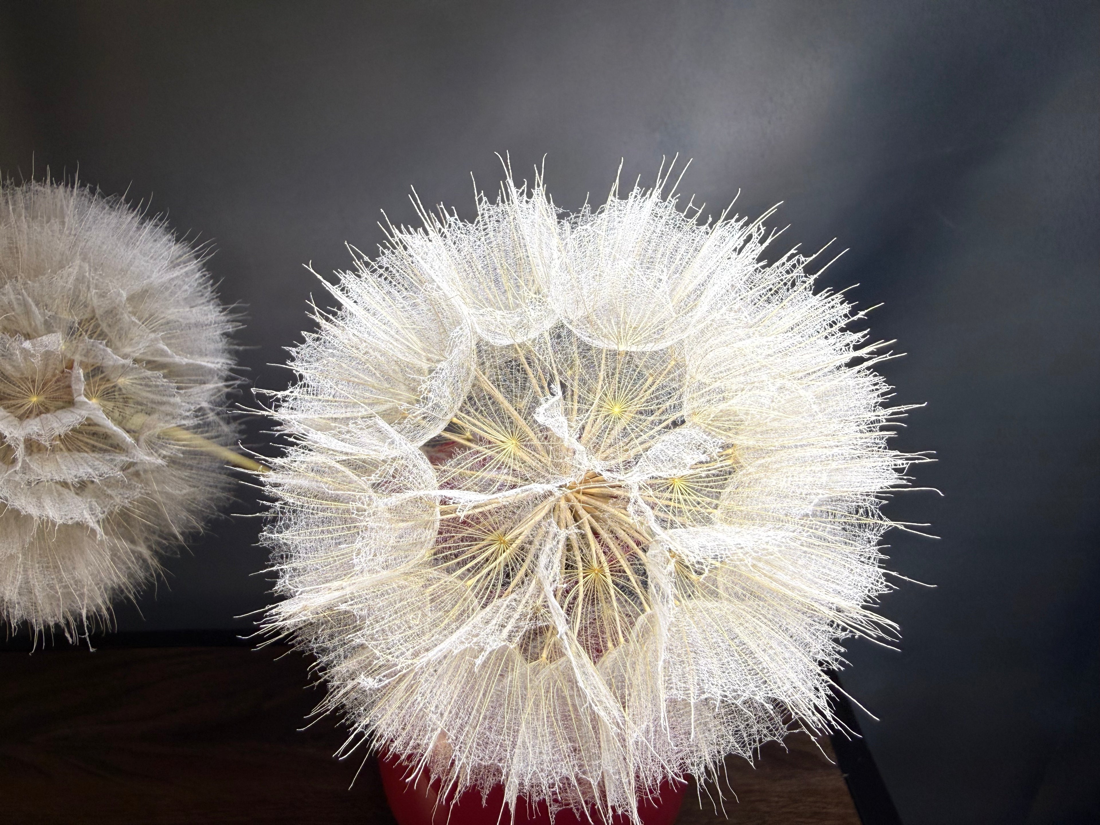 Dried Dandelion – Gedroogde Reuzenblaasbloem op Steel