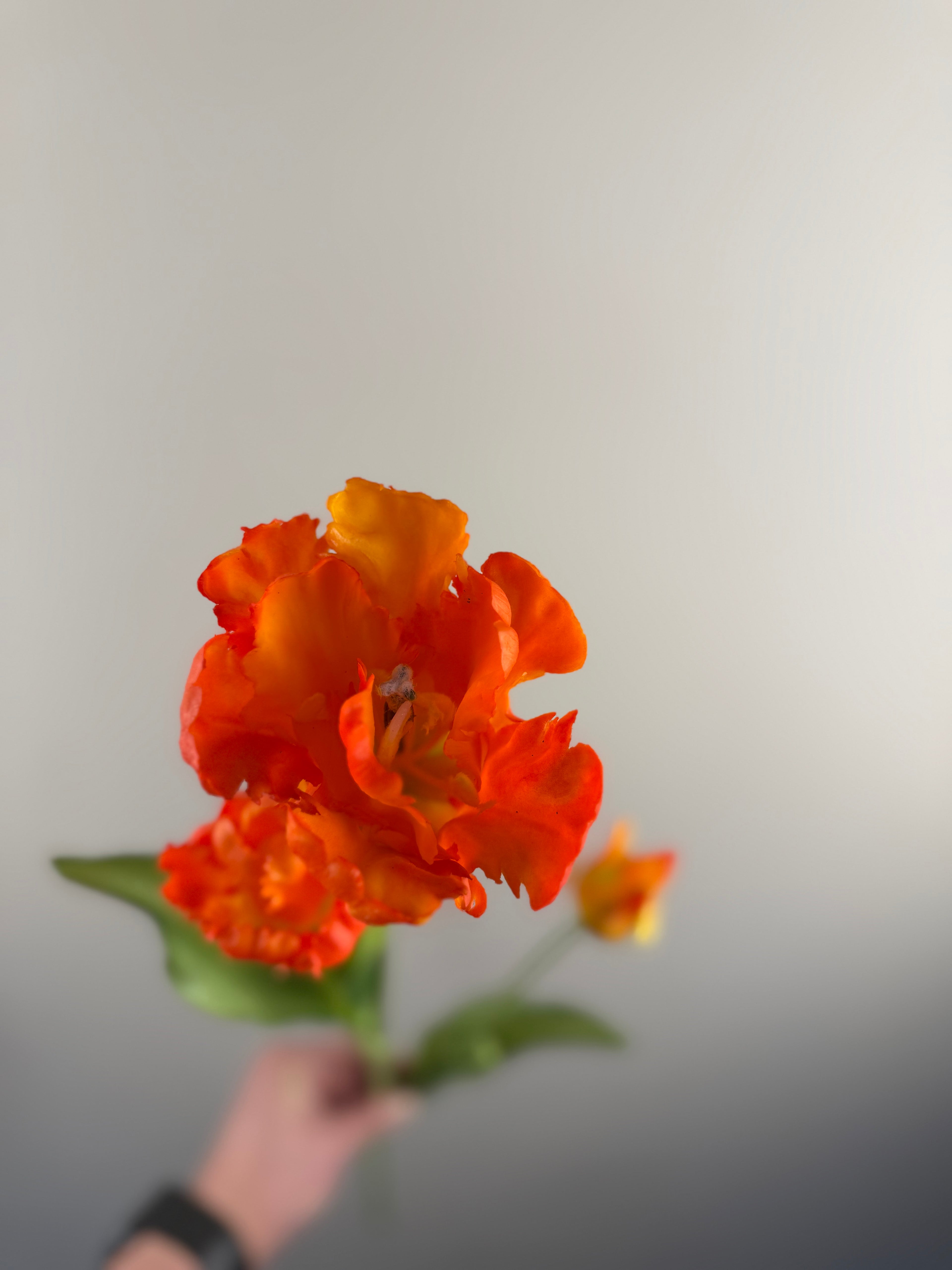 Kunsttulp Parrot Sally Orange – Real touch kunst Tulpen Tak 71 cm – 3 Bloemen per Tak