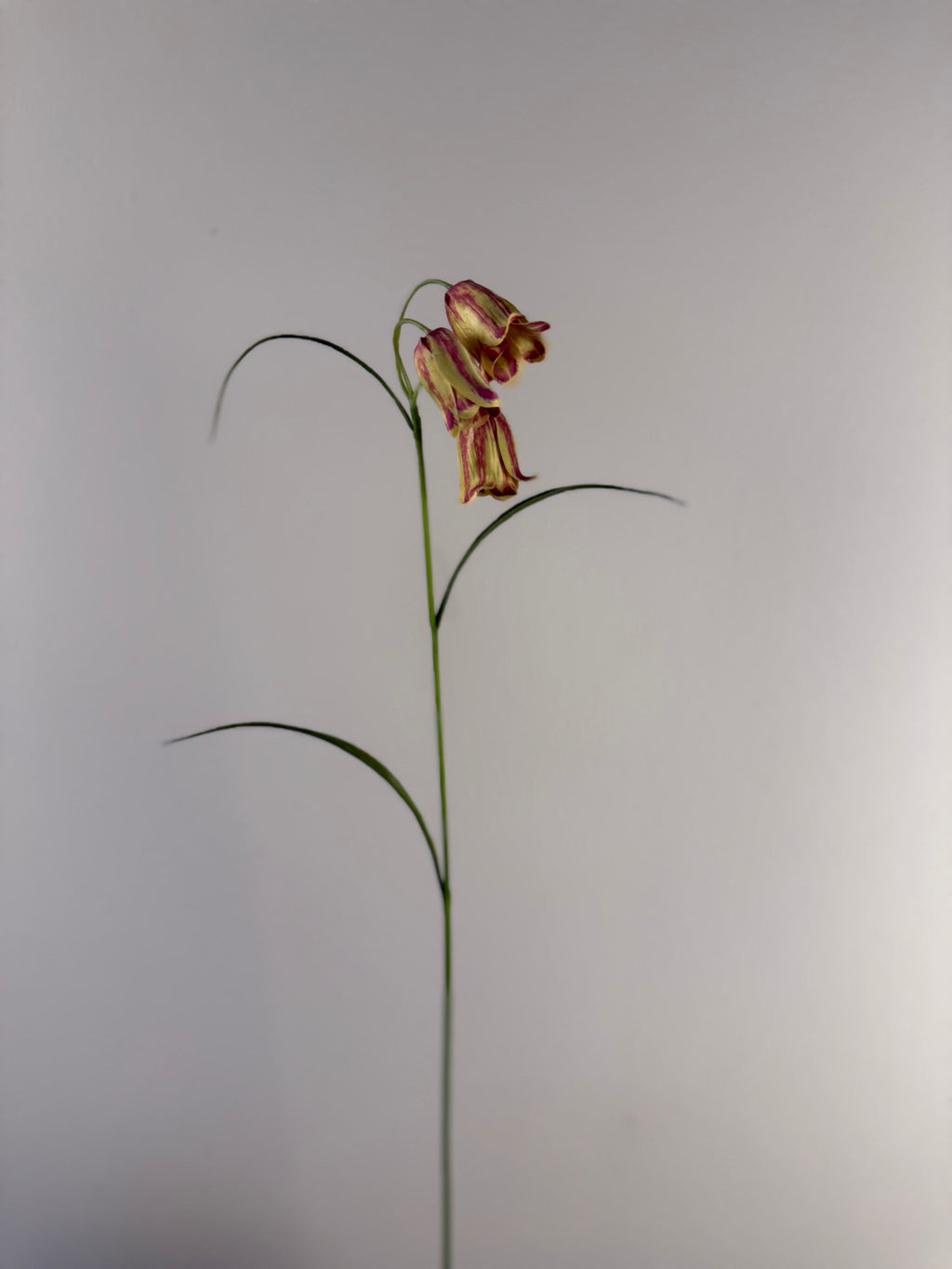 Kunstbloem Fritillaria (Kievitsbloem) 56 cm