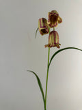 Kunstbloem Fritillaria (Kievitsbloem) 56 cm