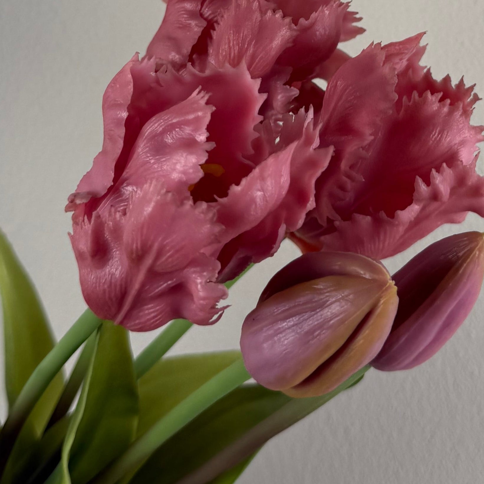 Bos Parkiet tulpen - Mauve - 40 cm