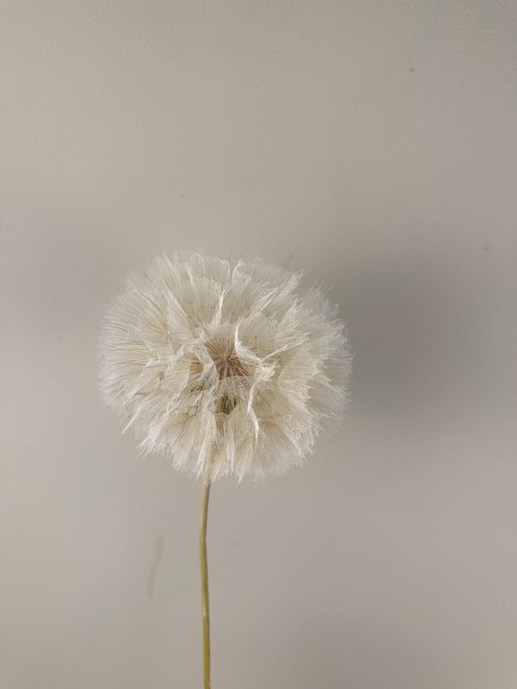 Dried Dandelion – Gedroogde Reuzenblaasbloem op Steel