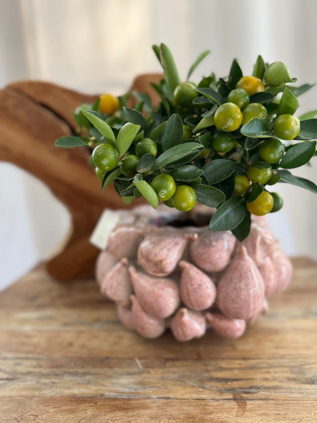 Vijgen vaas/pot