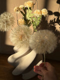 Dried Dandelion – Gedroogde Reuzenblaasbloem op Steel