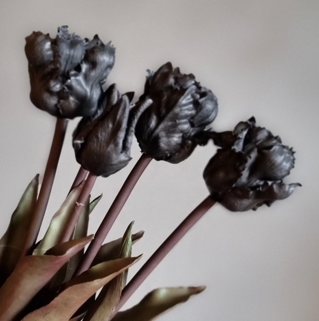 Tulipa parkiet zwart 5 tulpen