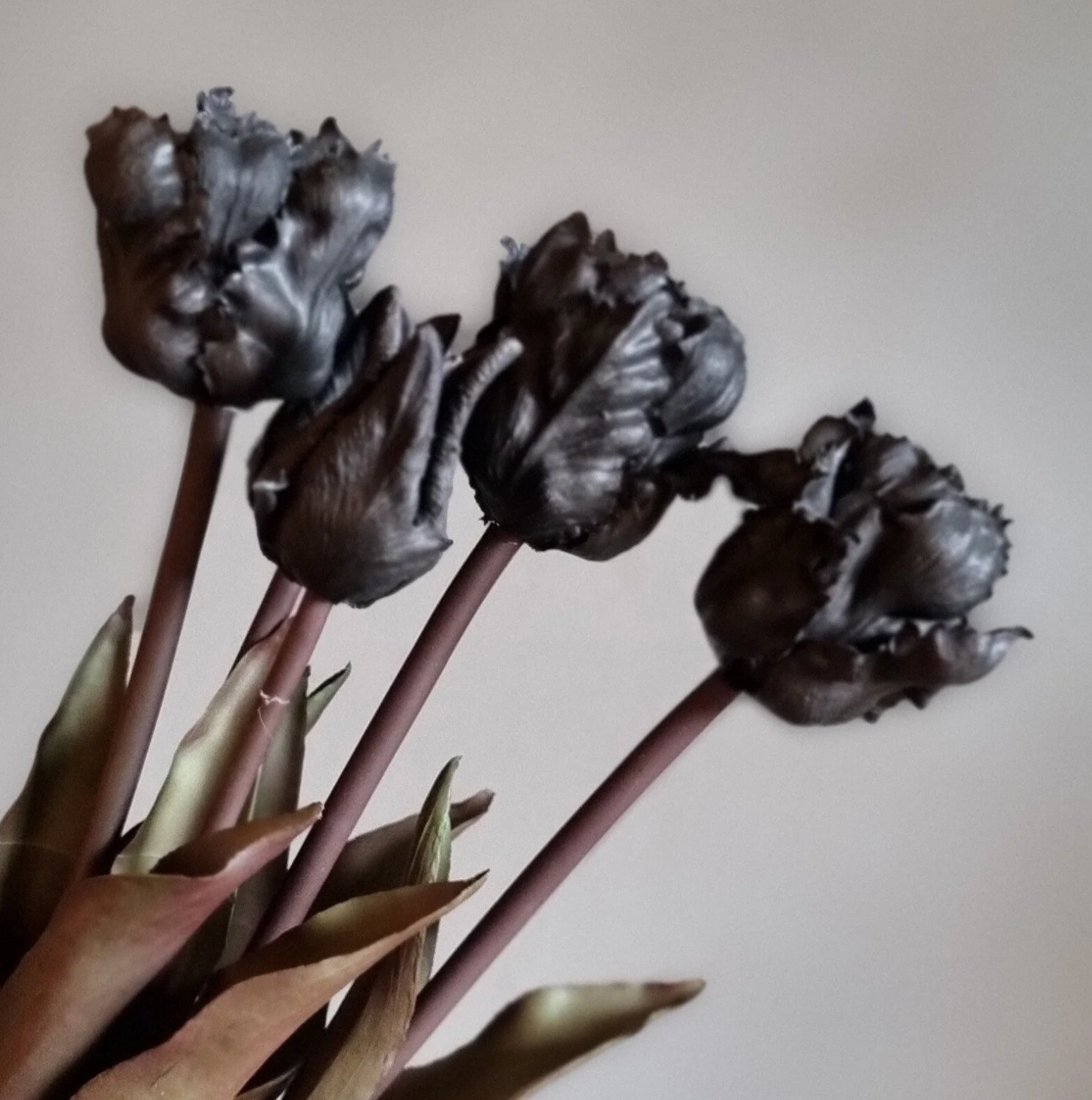 Tulipa parkiet zwart 5 tulpen