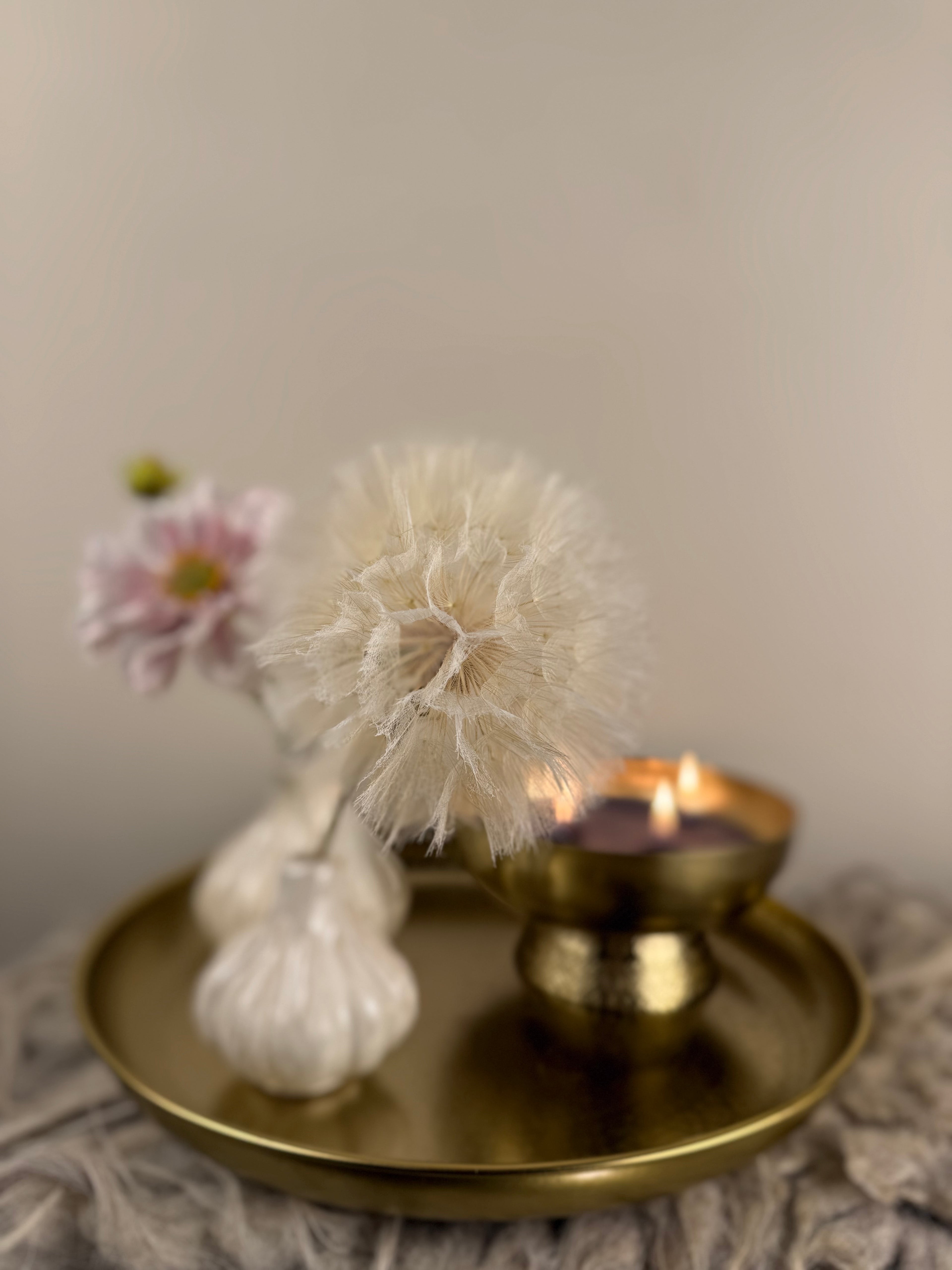 Dried Dandelion – Gedroogde Reuzenblaasbloem op Steel