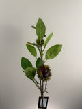 Kunsttak Kastanje Green/Brown – Branch Chestnut – ±50 cm – Zeer Realistisch